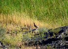 Aziatische steenpatrijs (Chukar) (Alectoris chukar) - Ongiin Khiid 18-08-2016 (6)